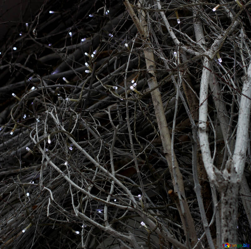 Guirlande de lumières sur un arbre №49269