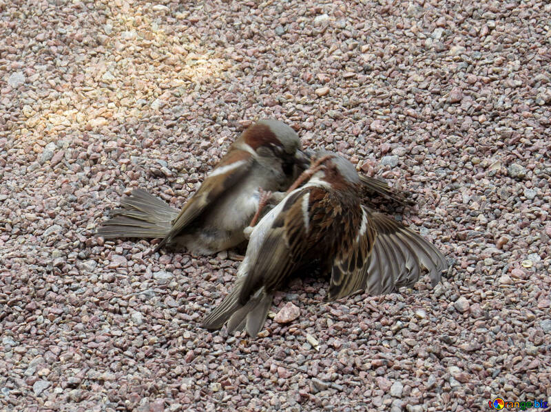 The sparrows are fighting №49707