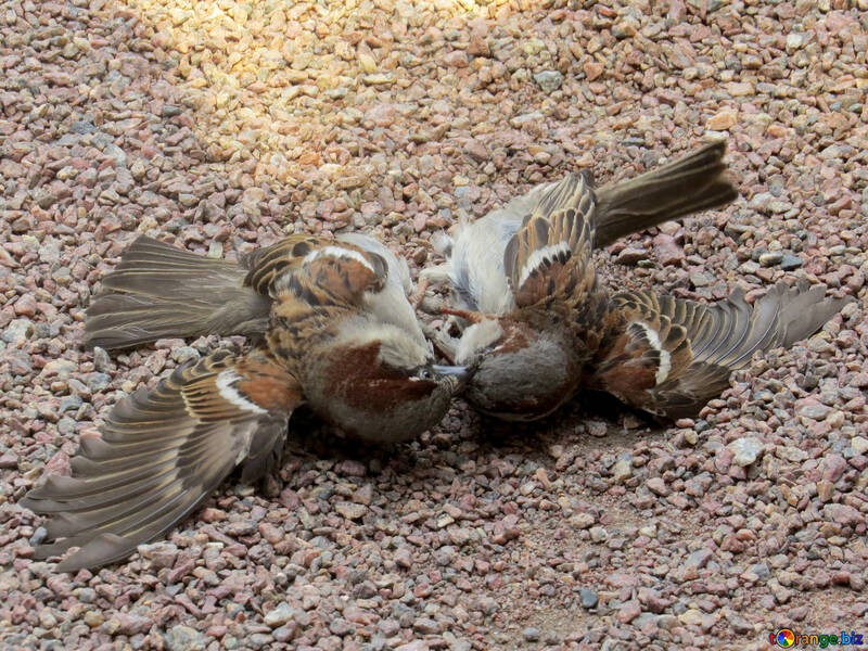 The sparrows are fighting №49711