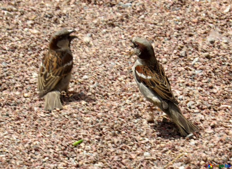 Sparrows №49716