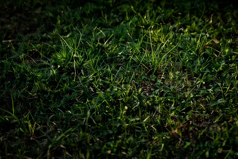 Відреставрована люксова версія 芝生 草 №5663