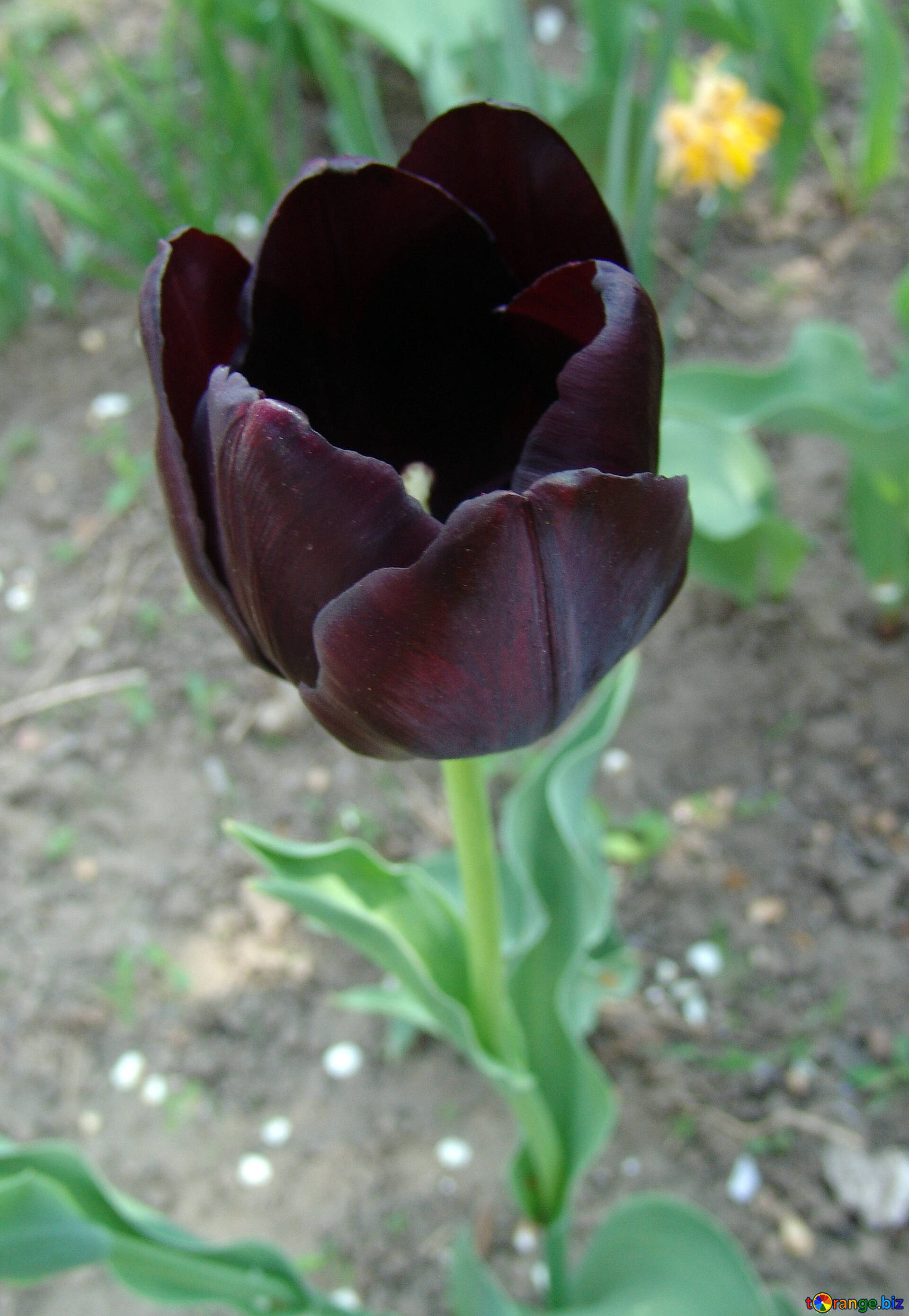 Tulipán negro imagen libre - № 5301