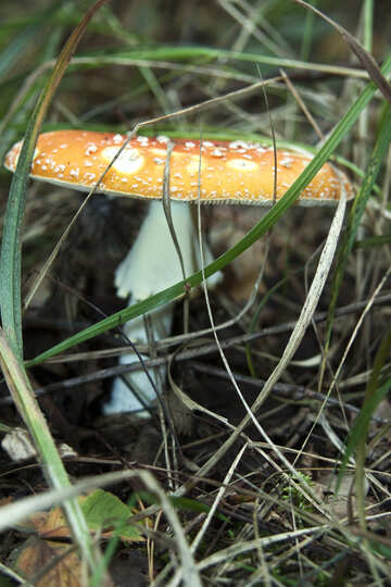 Amanita in the grass №5509