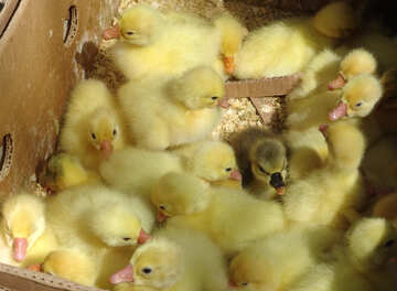 Ducklings №5354