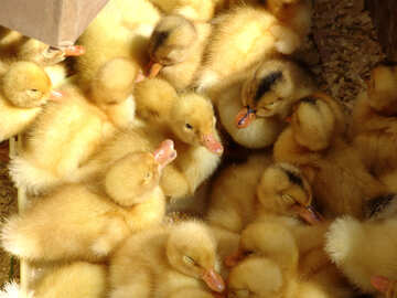 Little ducklings №5356