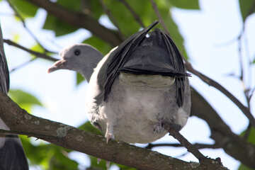  pigeon sur branche dos vue №5006