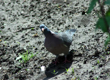 Pigeon on the ground №5009