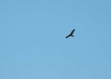 Predatory bird soaring in the clouds eagle, falcon, hawk. №5163