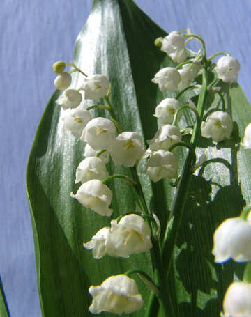 A bouquet of lilies of the valley