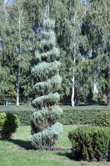 Geben Form Baum №5635