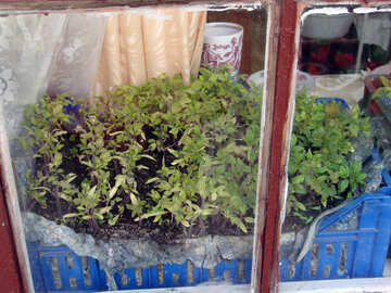 実生植物 窓辺 №5282