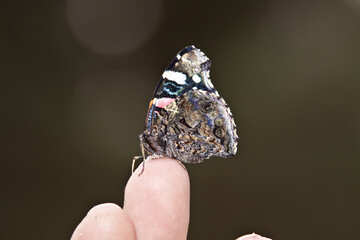 Schmetterling auf seinem Finger №5575