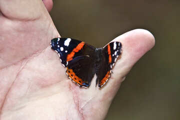 Un papillon se repose sur une main №5529