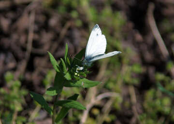 Farfalla bianca №5162