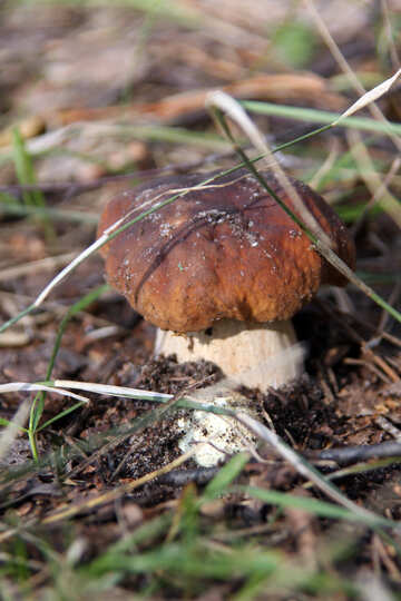 Білий гриб №5490