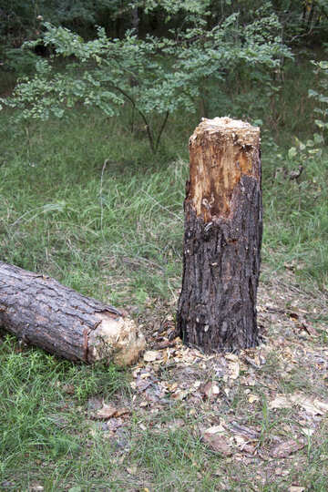 Destruction of trees №5544