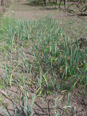 Ground.  Green  garlic. №5293