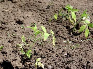 Tomato seedlings №5256