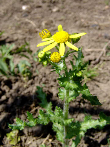 Бур`ян з жовтими квіточками №5287