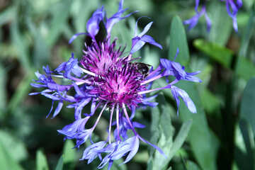 Thistle flower №5017
