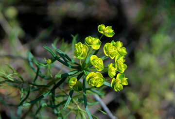 Маленький жовто зелену квіточку №5167
