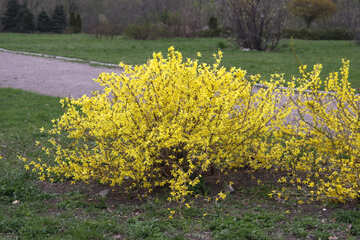 Yellow bushes №5185