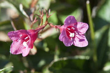 Flores forma kolkolchika №5661