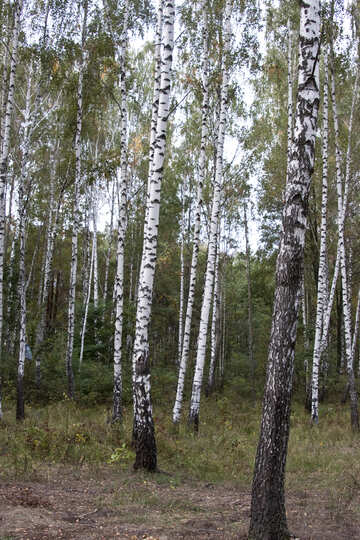 Foresta della betulla №5541