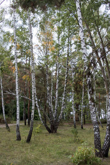 Birches №5503