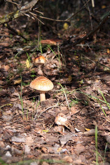 Чи не їстівні гриби в лісі №5463