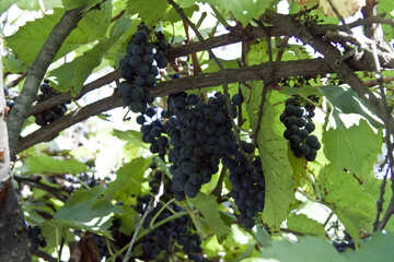 Grapes  grapes №5888