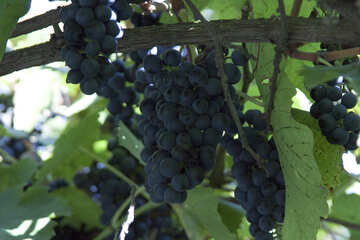 Bacche uva №5890