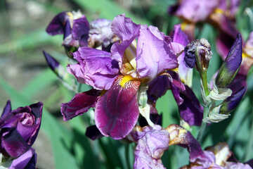 Irises №5014