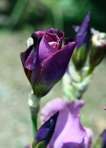 Wild Irises №5013