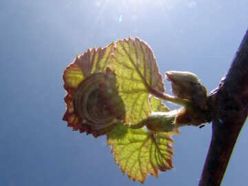 The sun in the leaves of grape №5295