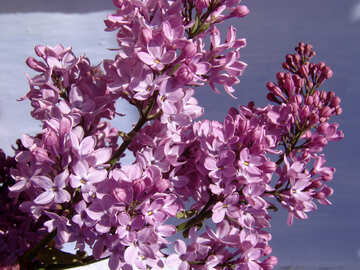 Lilac Bouquet №5259