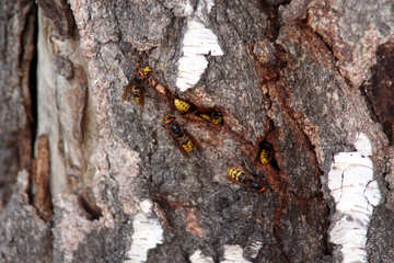 Nest of hornets №5454