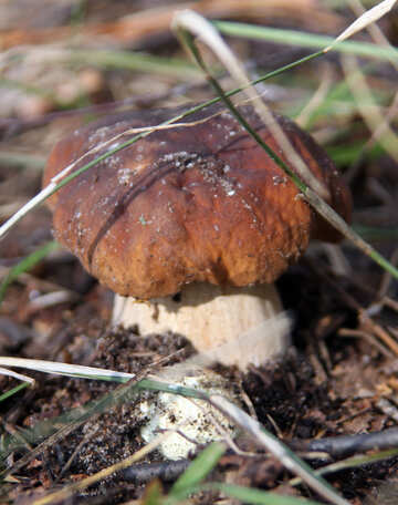 Mushroom №5511