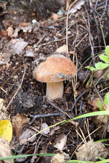 Збирати гриби №5514