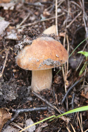 Excellent mushroom №5512