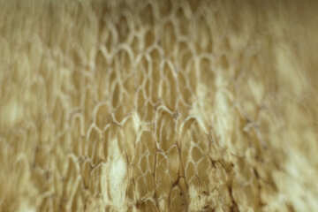 Griglia Bianco fungo . Macro. №5618