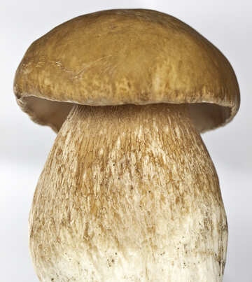 Білий гриб крупно №5605