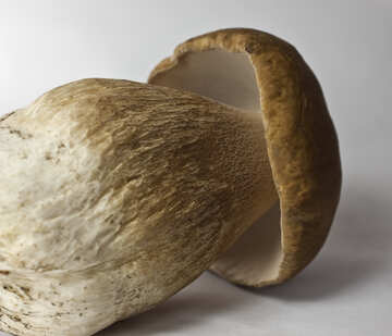 Білий гриб лежить на боці №5615