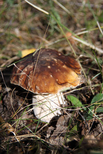 Edible mushroom №5483
