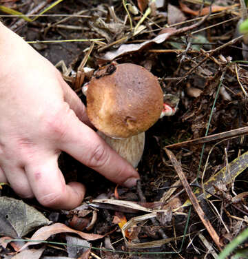 Hand wins the fungus №5474