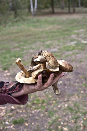 Mushroom picking №5545