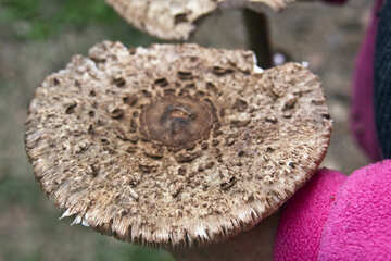 Grande ombrello del fungo