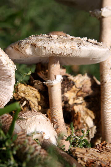 Mushroom-umbrella №5440