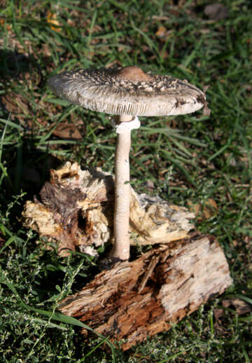 Mushroom Umbrella №5549