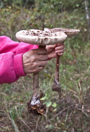 Un grande fungo dell`ombrello. №5585
